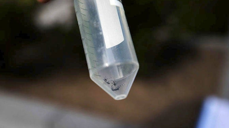 Nέο γενετικό όπλο κατά της ελονοσίας από Έλληνα επιστήμονα